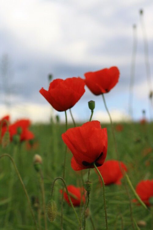 Mohnblumen

Aufnameort: Deutschland
Kamera: Canon EOS 60D