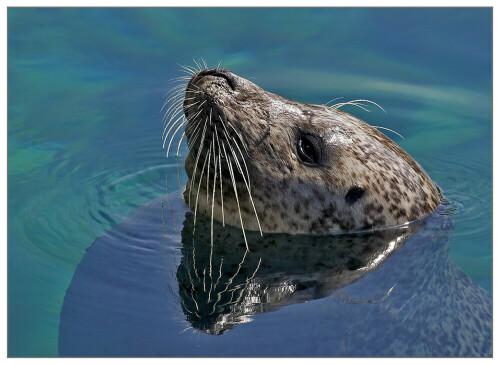 Robbe, fotografiert im Oceanografico in Valencia

Aufnameort: Valencia
Kamera: Canon, 5D