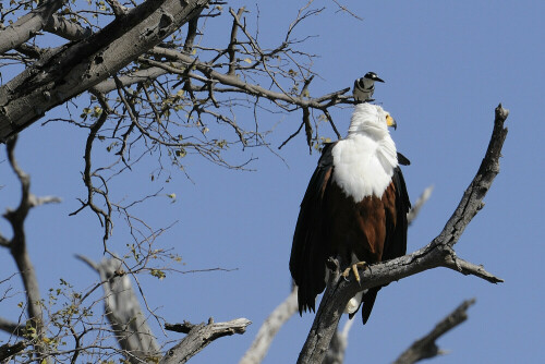 Bei der Reise am Chobe in Botswana fiel dieses ungleiche "Paar" auf. In den Schnabel gelegt: "wer ist wohl von uns beiden der bessere Fischer?" - Afrikanischer Fischadler oder der Eisvogel?
Mehr Fotos unter: http://www.ralphfrank.de

Aufnameort: Botswana/Chobe
Kamera: D700, Nikkor 200-400/4G, 1,4-fach Konverter, 1:11, 1/500s, ISO 400