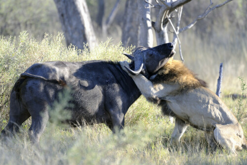 nach einigen Beobachtungen jagender Löwen - nun endlich der ersehnte Jagderfolg! Und dann auch noch ein Löwen"männchen". Die ganze story auf: http://www.ralphfrank.de in der Fotogalerie "Moremi"

Aufnameort: Botswana/Moremi
Kamera: D700, Nikkor 200-400/4G, 1,4-fach Konverter, 1:5,6, 1/100s, ISO 200