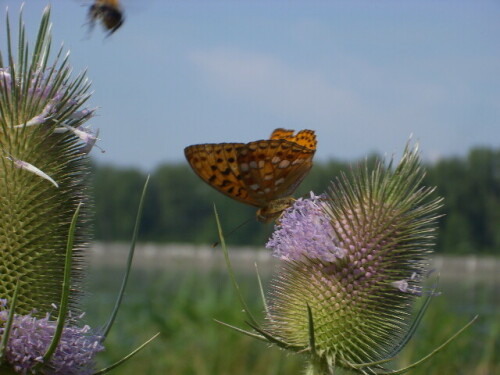 feuriger-perlmutterfalter-argynnis-adippe-3531.jpeg