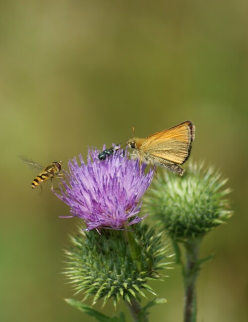 

Aufnameort: Eisenberg
Kamera: SONY Alpha 350