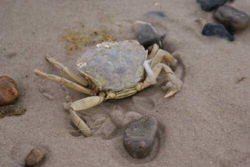 

Aufnameort: Henne-Strand Dänemark
