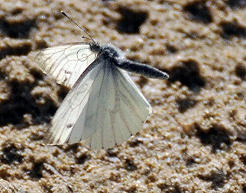 Schmetterling auf dem Weg zu feuchtem Kies zur Wasser- und Elektrolyt-Aufnahme. Foto in vollem Flug erstellt.

Aufnameort: Iller, bei Flußkilometer ca. 19,0 (bei Illertissen/Au)
Kamera: Nikon D 90