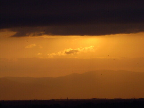 mauersegler-vor-schlechwetterfront-3570.jpeg