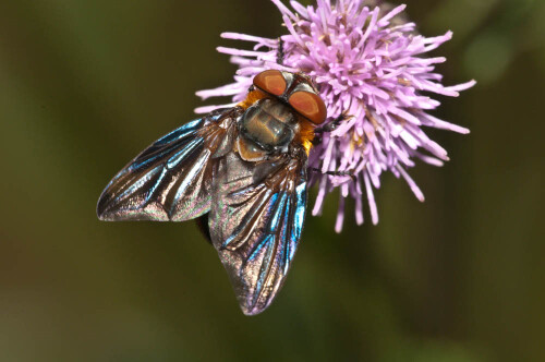 

Aufnameort: DEU,BW,Hemmingen
Kamera: Nikon D300, Sigma APO_Macro 180/3.5D