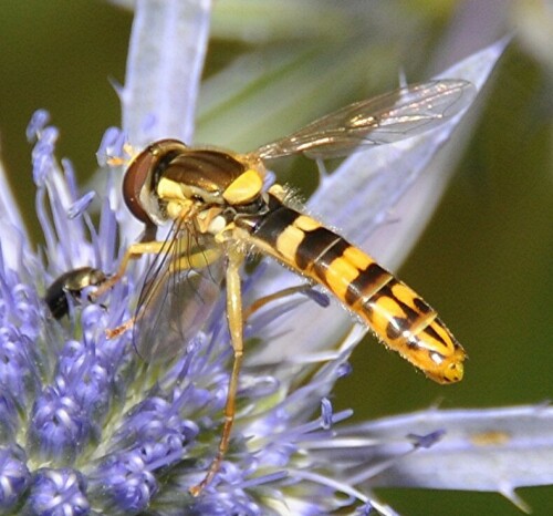 Eine Gemeine Stifschwebfliege / Sphaerophora scripta besucht Blüten des Flachblättrigem Mannstreu.

Aufnameort: Bellenberg / Bayern
Kamera: Nikon D 90