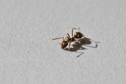 Dieses Bild entstand auf meinem Campingtisch während des Früstücks.

Aufnameort: FRA, Gard(30), Anduze
Kamera: Nikon D300, Sigma APO_Macro 180/3.5D