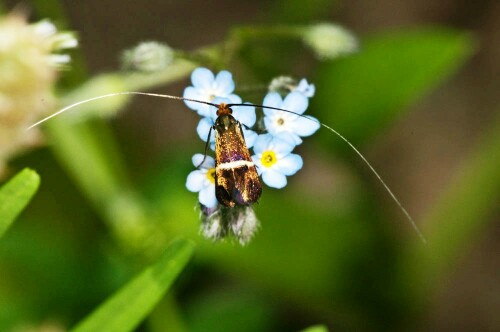 

Aufnameort: FRA, Gard(30), Anduze
Kamera: Nikon D300, Sigma APO_Macro 180/3.5D