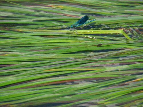 Am Elbufer ruhte sich diese Prachtlibelle auf den Wasserpflanzen aus

Aufnameort: An der Elbe bei Gorleben
Kamera: Canon Power Shot S2 IS