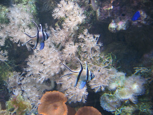 fische-philipp-prowo09-3618cfc5e56f2b81db3e.jpeg