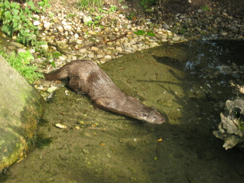 otter-leon-prowo09-3616.jpeg