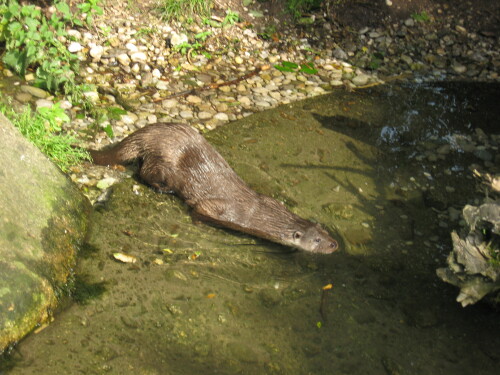 otter-leon-prowo09-361687bd88b80f9d71ef.jpeg