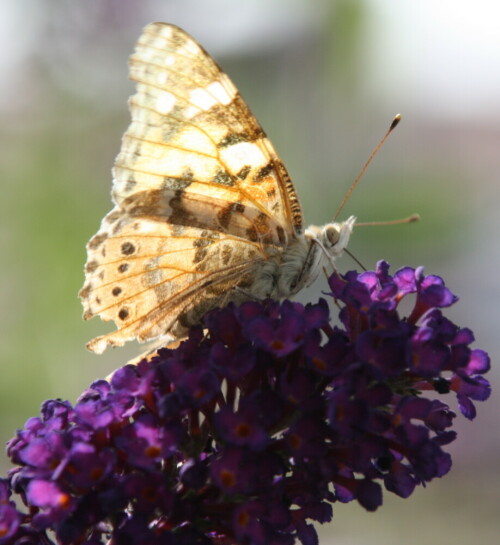 Schmetterling auf Sommerflieder

Aufnameort: Garten
Kamera: Canon 1000 D