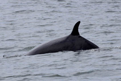 

Aufnameort: usa monterey
