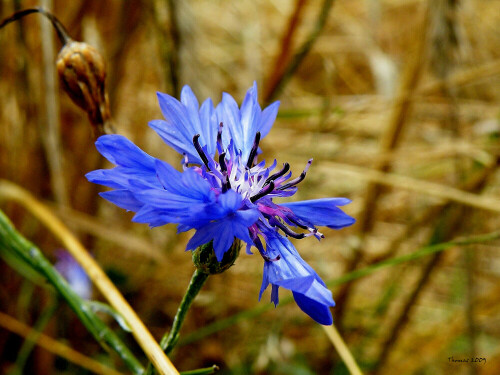 Kornblume


Kamera: Nikon D90