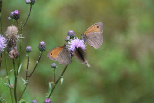 Bei einer Wanderung im Pfälzer Wald begegnete mir
dieser seltsame Schmetterling.
Auf den 2.Blick : gleich 3 Große Ochsenaugen an einer Blüte
zusammen sehen sie aus wie ein großer Schmetterling.

Aufnameort: Irgendwo im Pfälzer Wald
Kamera: Canon EOS 350d