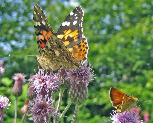 Schmetterlinge

Aufnameort: Ronnenberg
Kamera: IXUS 55