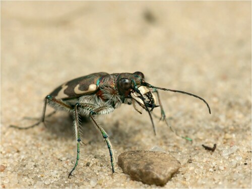 Diese Dünensandlaufkäfer sind wie ihre Larven große Räuber! Sie laufen auf den Sandflächen entlang auf der Suche nach Beute. Die Larven leben in langen Sandröhren, die die Käfer fleißig ausgebuddelt haben. Sehr interessant das schnelle Treiben der Käfer zu beobachten

Aufnameort: Stixe
Kamera: Sony Alpha 700 , Makro 100 mm