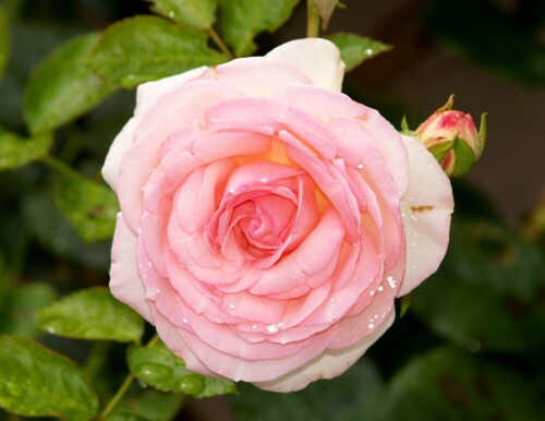 Rose aus meinem Garten,
kurz nach einem Sommerregen.
Die Regentropfen wirken wie Silberperlen.

Aufnameort: Steinwenden/Rh-Pfalz
Kamera: Olympus E 500