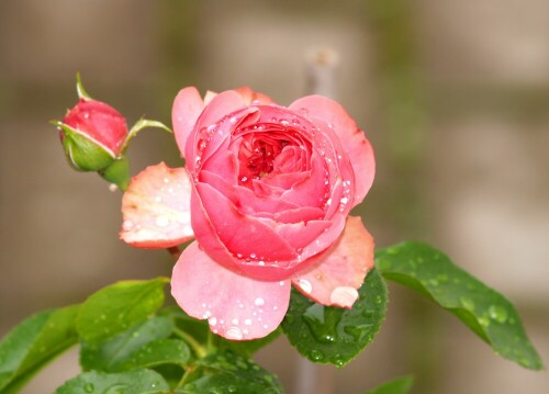 Wieder eine Rose aus meinem Garten,
kurz nach dem Regen.
Auch hier die Regentropfen wie Silberperlen.

Aufnameort: Steinwenden/Rh-Pfalz
Kamera: Olympus E 500