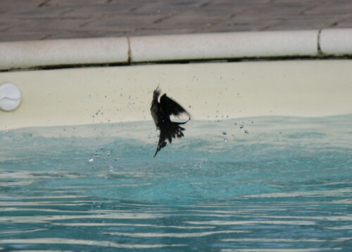 

Aufnameort: Italien,am Pool
Kamera: Canon EOS 1000 D