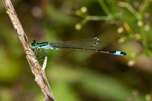 

Aufnameort: DEU, BW, Markgröningen, Glemstal
Kamera: Nikon D300, Sigma APO-Macro 180/3,5D, Blitz