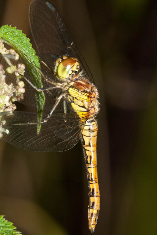 

Aufnameort: DEU, BW, Markgröningen, Glemstal
Kamera: Nikon D300, Sigma APO-Macro 180/3,5D, Blitz