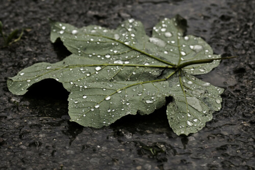 Ein Blatt im Regen auf einem Weg

Aufnameort: Baden-Baden
Kamera: Canon EOS 350D