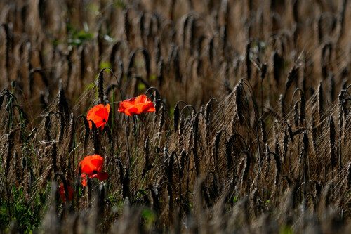 mohn-im-gegenlicht-3684.jpeg