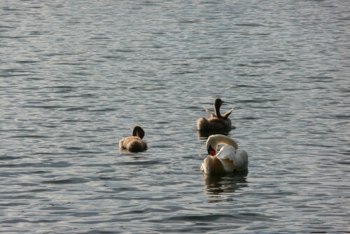 ein-kleiner-schwan-wird-flugge-3827.jpeg