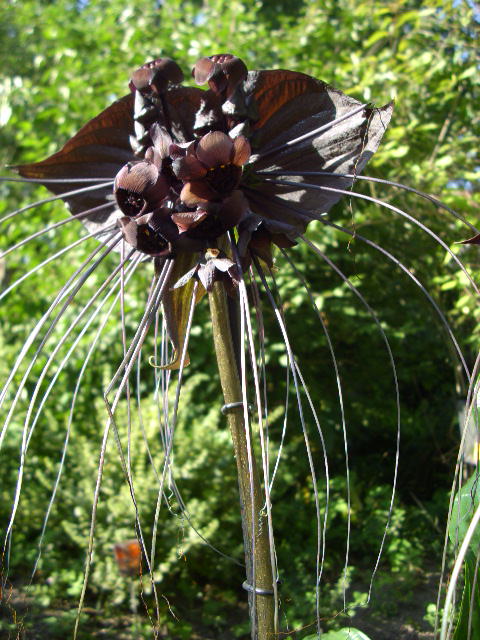 tacca-fledermausblume-3686.jpeg