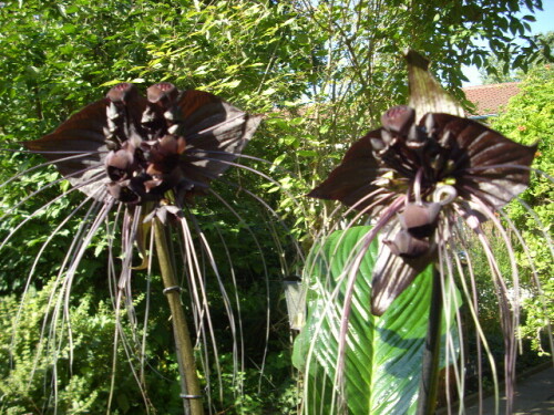 tacca-fledermausblume-3687.jpeg