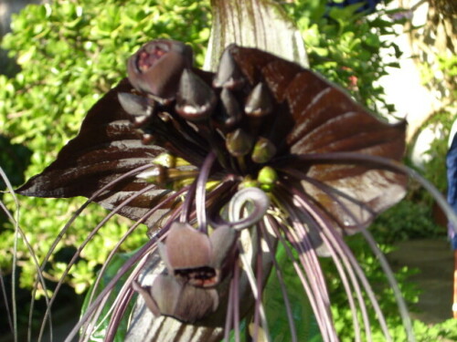 tacca-fledermausblume-3689.jpeg