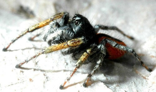 Die im männlichen Geschlecht sehr auffällige Rote Springspinne kommt in Deutschland nur an sehr wenigen, wärmebegünstigten Orten vor.

Aufnameort: Kroatische Küste bei Senj
Kamera: Nikon D300