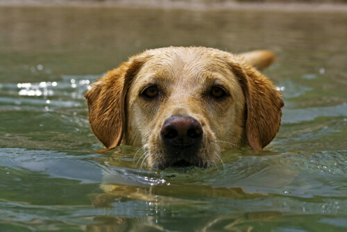 Labrador Daisy beim schwimmen

Aufnameort: Rastatt-Wintersdorf
Kamera: Canon EOS 350D