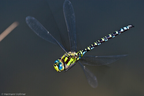 

Aufnameort: DEU, BW, Markgröningen, Glemstal
Kamera: Nikon D200, Sigma APO-Macro 180/3,5D, Blitz