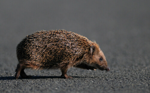 igel-wildtier-des-jahres-2009-3708.jpeg