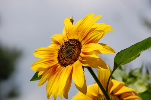 Anflug einer Biene zu einer Sonnenblume

Aufnameort: Heimischer Garten in Bochum
Kamera: Nikon d40