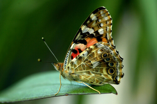 Unterseite des Distelfalters.

Aufnameort: Kroatische Adria
Kamera: Nikon D300