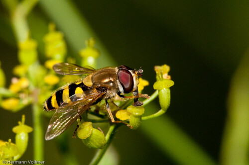 Aus einer Serie einiger Bilder ist dies das einzige, das die Kleine Schwebfliege (Syrphus vitripennis) mit ausgefahrenem Rüssel auf einer Pastinak-Blüte zeigt.

Aufnameort: DEU, BW, Hemmingen, Zeilwald
Kamera: Nikon D300, Sigma APO-Macro 180/3,5D, Blitz