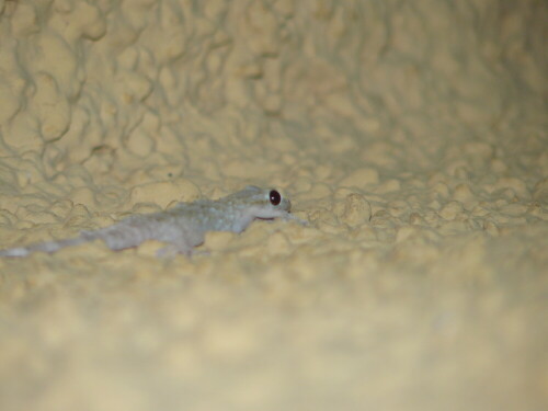 Europäischer Halbfinger (Hemidactylus turcicus)

Aufnameort: Málaga, Spanien
