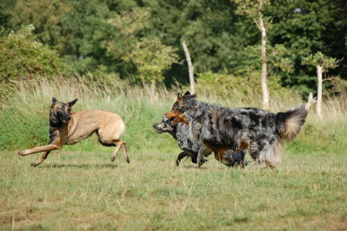 "Zusammen hütet es sich leichter!"

Aufnameort: Hundewiese Hattingen
Kamera: Nikon d40