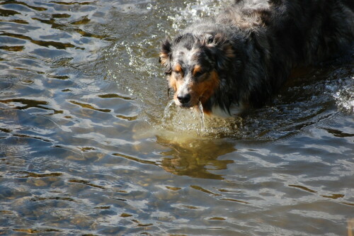 Australian Shepherd in der Ruhr, nachdem er das Maul voll Wasser genommen hat.

Aufnameort: Hundewiese Hattingen, Ruhr
Kamera: Nikon d40