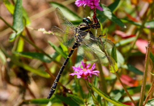 Libelle relaxt in der Sommersonne

Aufnameort: Stadtpark Baden Baden
Kamera: Canon EOS 1000D