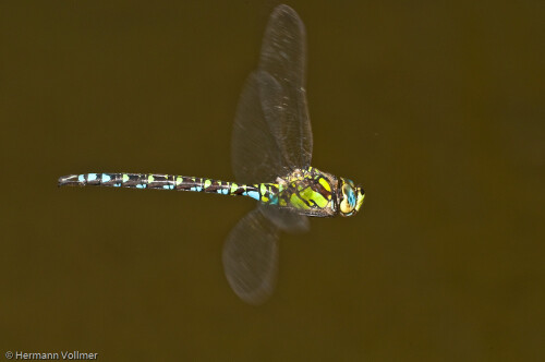 blaugrune-mosaikjungfer-im-flug-2-3773.jpeg