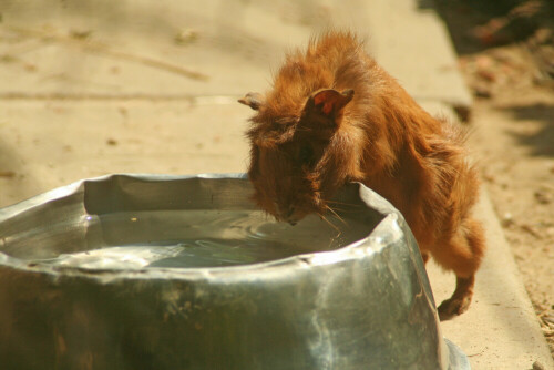 

Aufnameort: Tierpark Herberstein
Kamera: Canon EOS 450