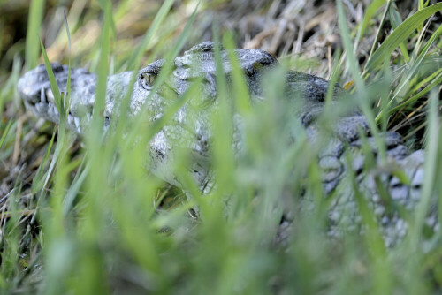 Fast hätten wir das junge Nilkrokodil übersehen! Trotz guter Tarnung haben wir es aber doch entdeckt. Am Rande des Okavango Deltas im Moremi Wildlife Reserve sind die Nilkrokodile nicht so häufig wie am Chobe – aber doch sind Begegnungen an der Tagesordnung.

Aufnameort: Moremi Wildlife Reserve / Botswana (2009)
Kamera: Nikon D700, Nikkor 200-400/4G,  1:4,0,  1/200s., ISO 400