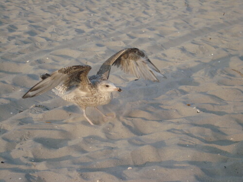 Beim füttern der Möwen am Strand, kam diese freche Möwe plötzlich angeflogen und vertrieb die anderen.

Aufnameort: Prerow
Kamera: Sony