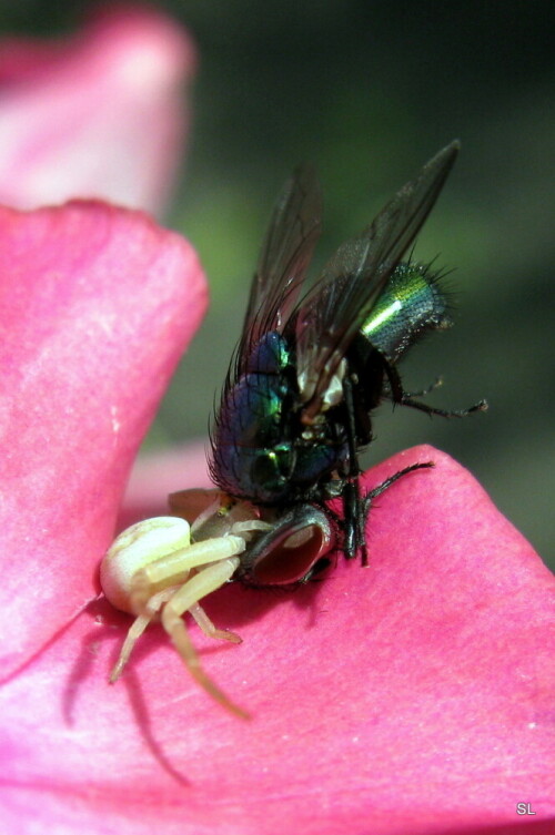 Veränderliche Krabbenspinne beim Todesbiß in den Nacken einer Fliege

Aufnameort: Karlsburg
Kamera: Canon Powershot A2000 IS